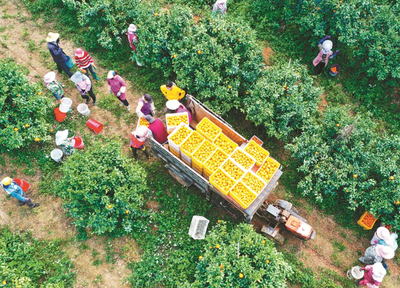 在線等,挺急的!貧困地區(qū)的滯銷農產品怎么賣出去?