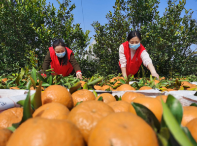 打造銷售爆發點 仁壽柑橘2月實現銷售總收入13億元