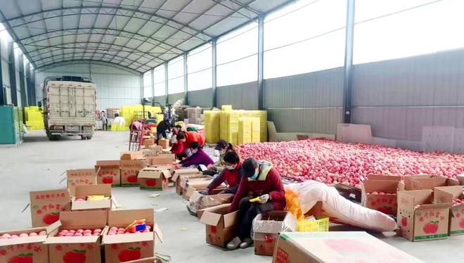 【開局沖刺 | 貫徹清水縣工作會議精神】清水縣果品中心:全鏈條推動果品產業高質量發展